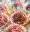 attachment-https://cutecakesbr.com/wp-content/uploads/2022/02/Brigadeiros-gourme-de-chocolate-100x107.png